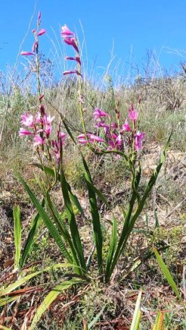 Watsonia borbonica subsp. borbonica learning style from an unlikely source